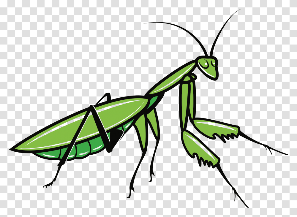 Mantis, Insect, Invertebrate, Animal, Grasshopper Transparent Png