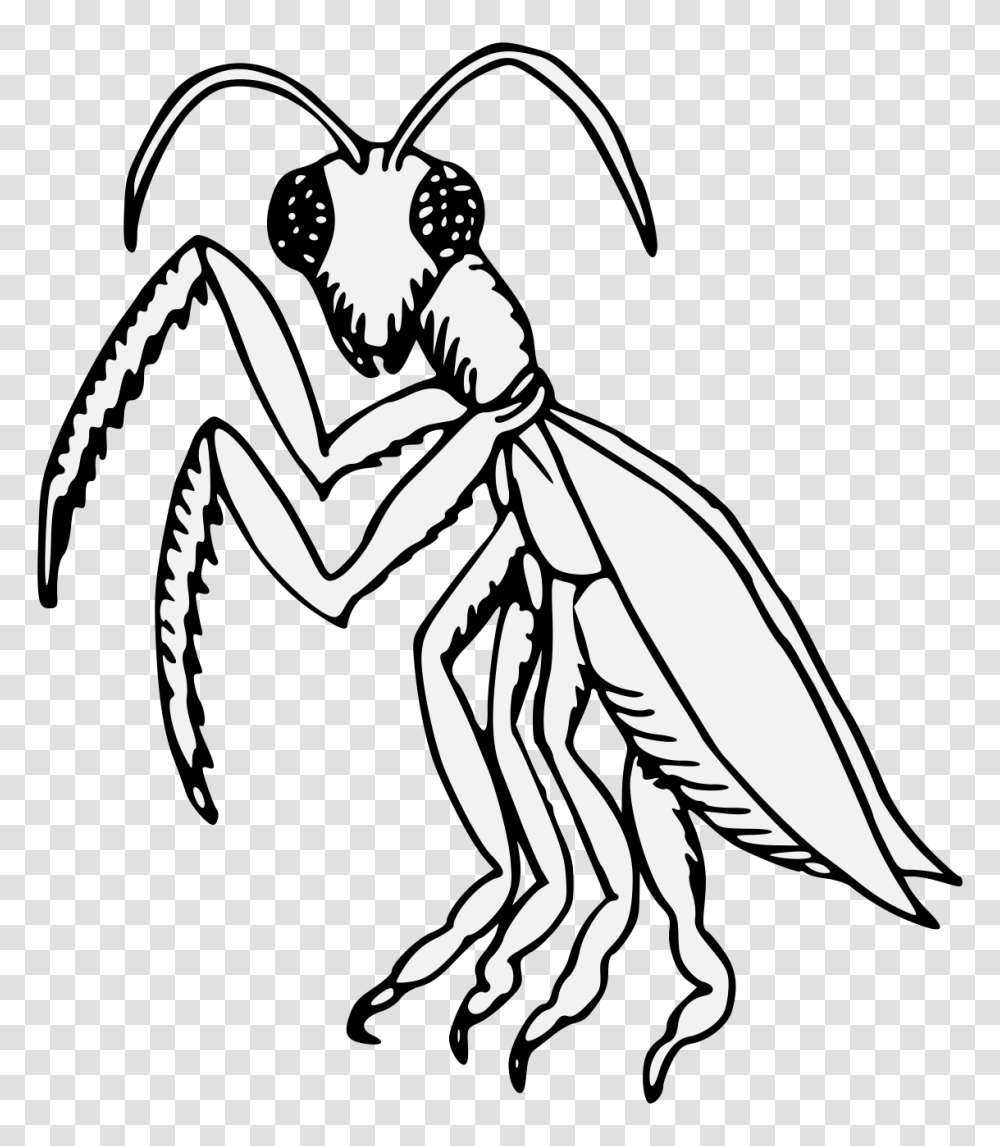 Mantis, Insect, Invertebrate, Animal, Person Transparent Png