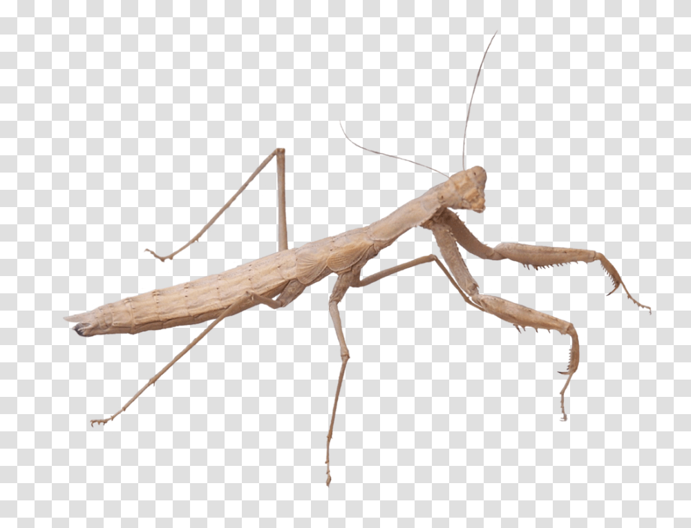 Mantis, Insect, Invertebrate, Animal, Spider Transparent Png