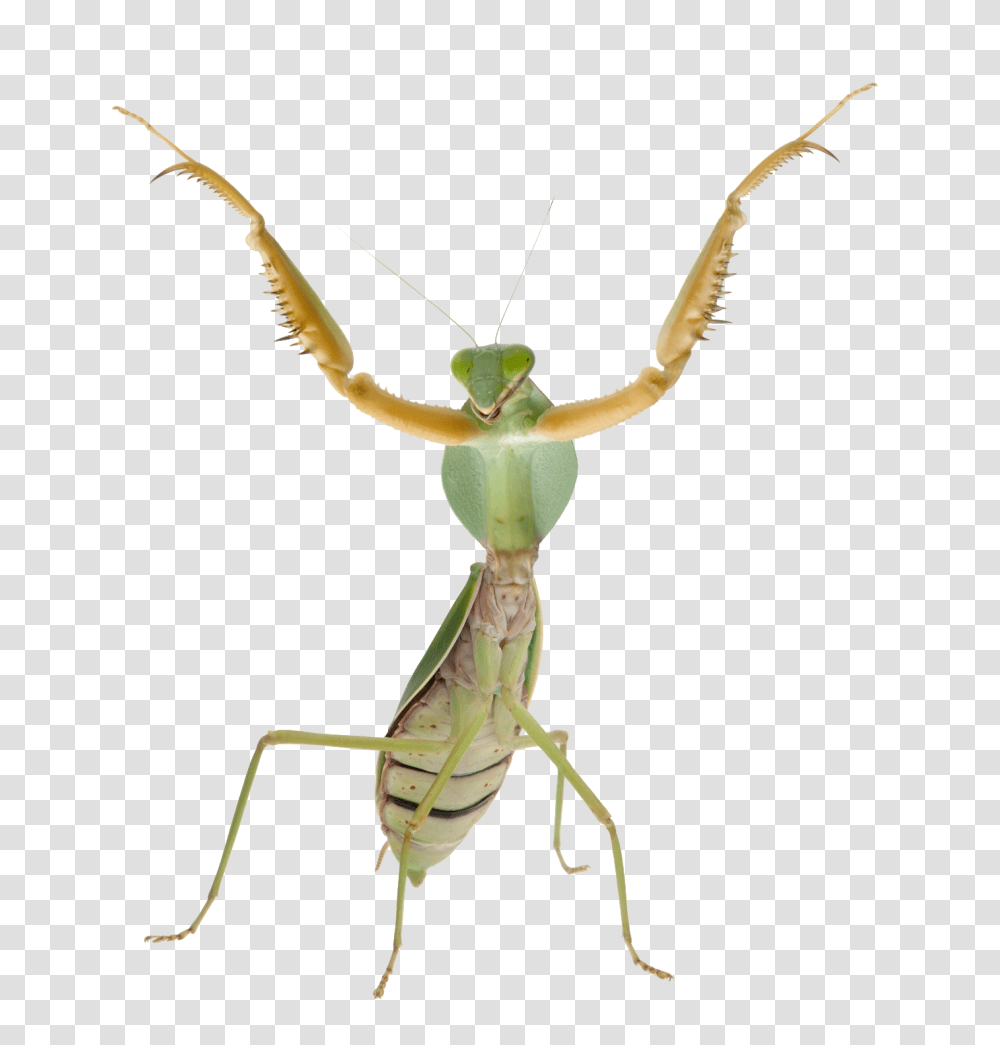 Mantis, Insect, Invertebrate, Animal, Spider Transparent Png