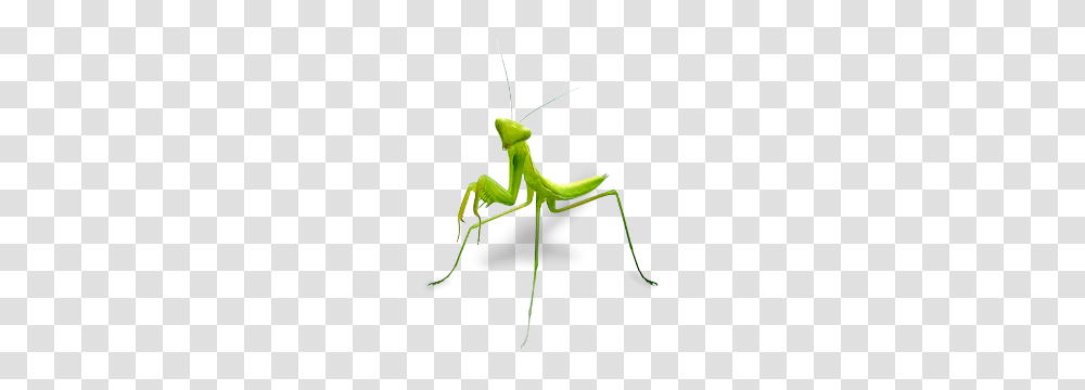 Mantis, Insect, Invertebrate, Animal Transparent Png