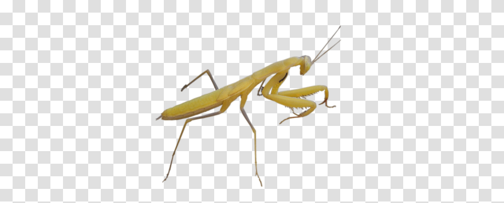 Mantis, Insect, Paper, Animal Transparent Png