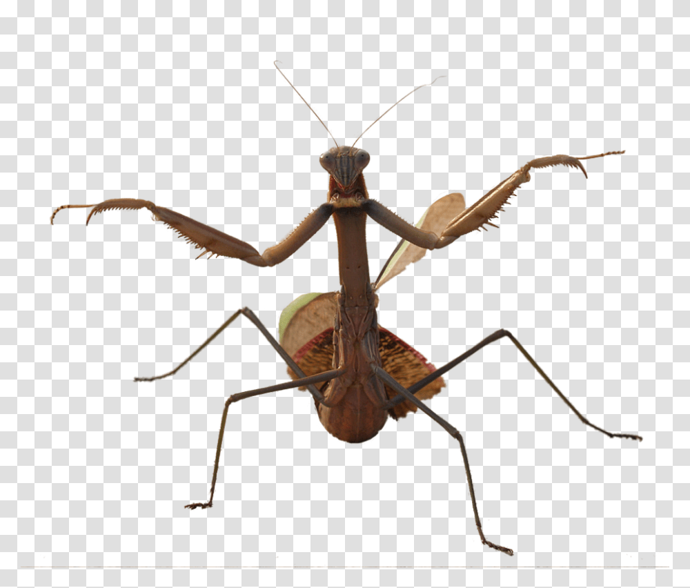 Mantis, Insect, Spider, Invertebrate, Animal Transparent Png