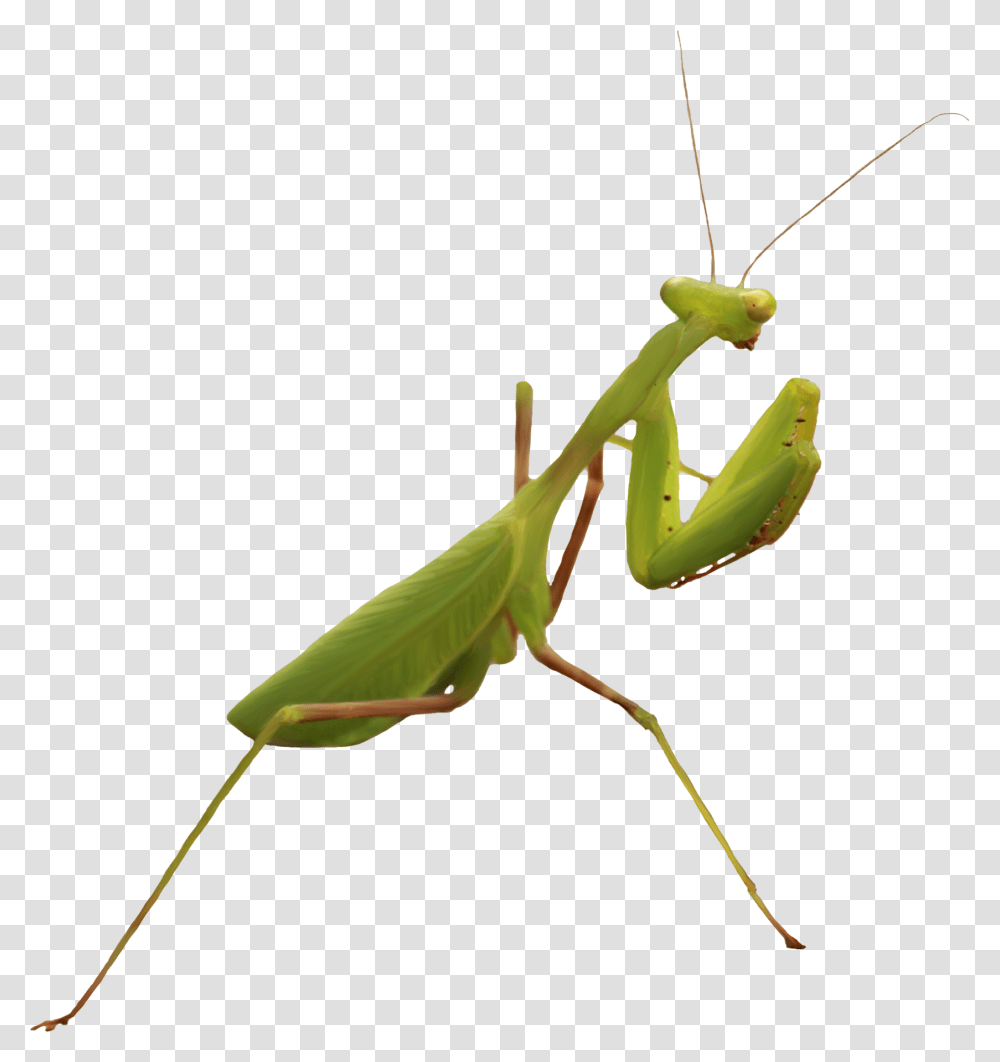 Mantis, Insect, Staircase, Grasshopper, Invertebrate Transparent Png