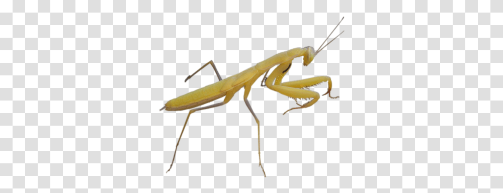 Mantis Insects, Invertebrate, Animal, Photography, Cricket Insect Transparent Png