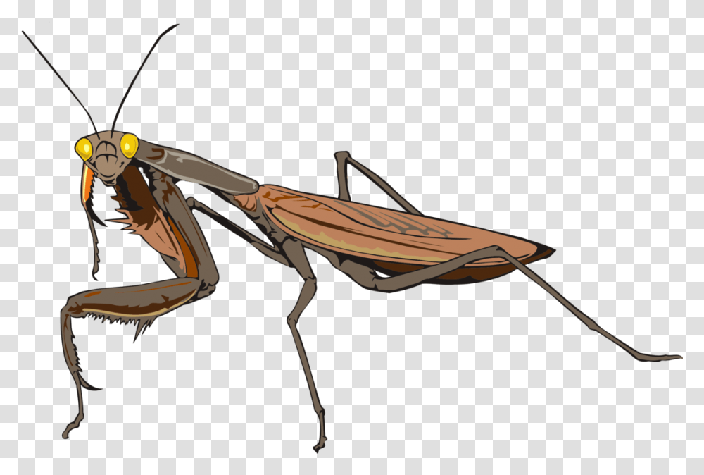 Mantis Invertebrate Arthropod Insectes, Bow, Animal, Cricket Insect, Wasp Transparent Png