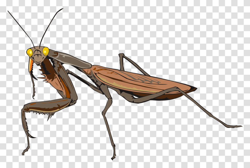 Mantis Les Insectes Animal Drawing, Bow, Invertebrate, Wasp, Bee Transparent Png
