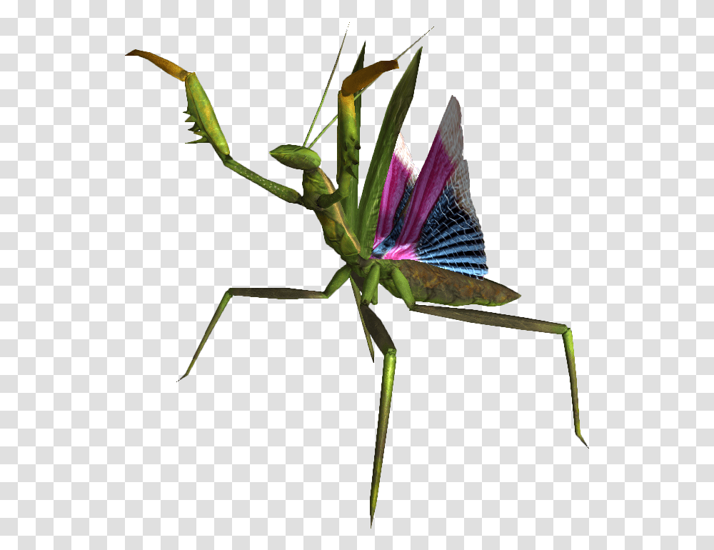 Mantis Mantis, Insect, Invertebrate, Animal, Cricket Insect Transparent Png