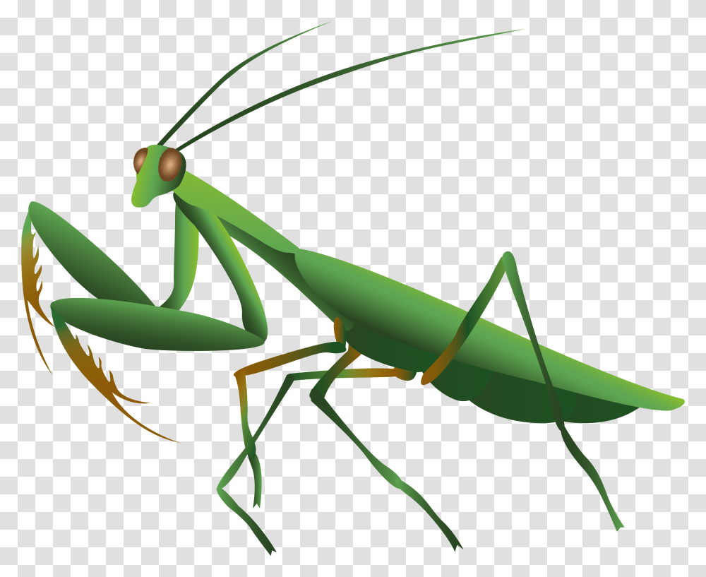 Mantis Mantis, Invertebrate, Animal, Insect, Bow Transparent Png