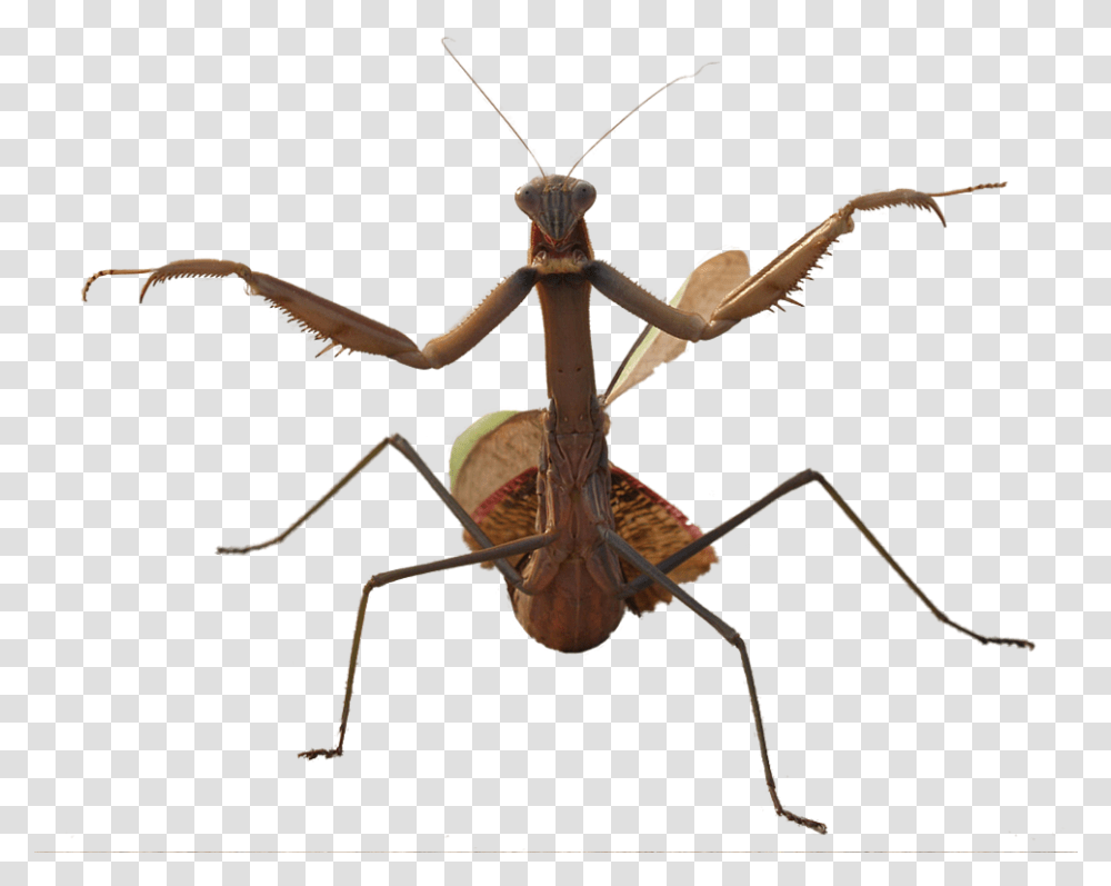 Mantis Photo Water Beetle With Long Legs, Spider, Invertebrate, Animal, Arachnid Transparent Png