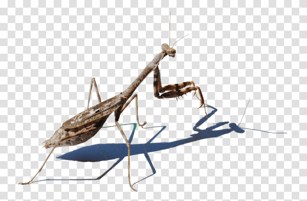 Mantis Picture Mantis, Insect, Invertebrate, Animal, Cricket Insect Transparent Png