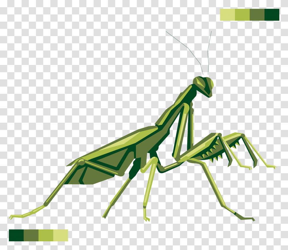 Mantis Praying Mantis, Insect, Invertebrate, Animal, Bow Transparent Png