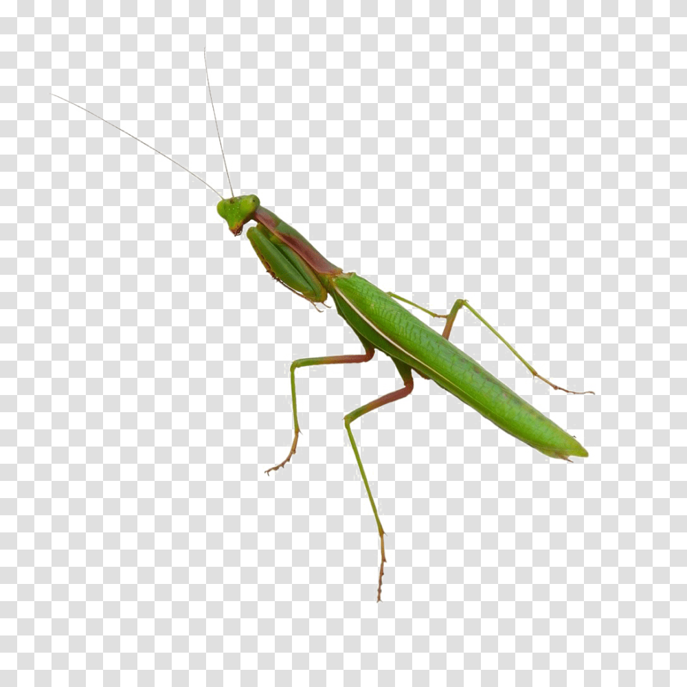 Mantis Vector Free, Insect, Invertebrate, Animal, Cricket Insect Transparent Png
