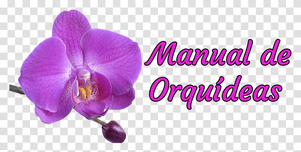 Manual De Orqudeas St Louis Cardinals Blue, Plant, Flower, Blossom, Orchid Transparent Png