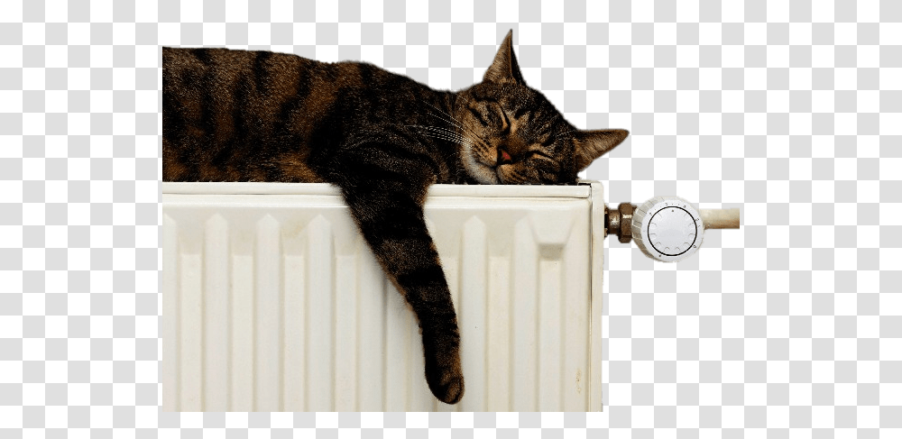 Manx, Cat, Pet, Mammal Transparent Png