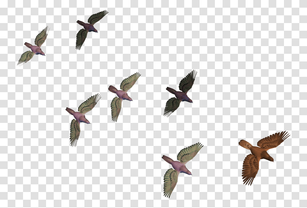 Many Bird Flying, Animal, Accipiter, Flock, Plant Transparent Png