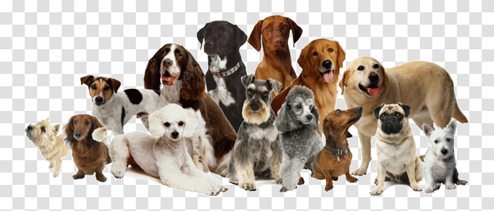 Many Breeds Of Dogs, Pet, Canine, Animal, Mammal Transparent Png