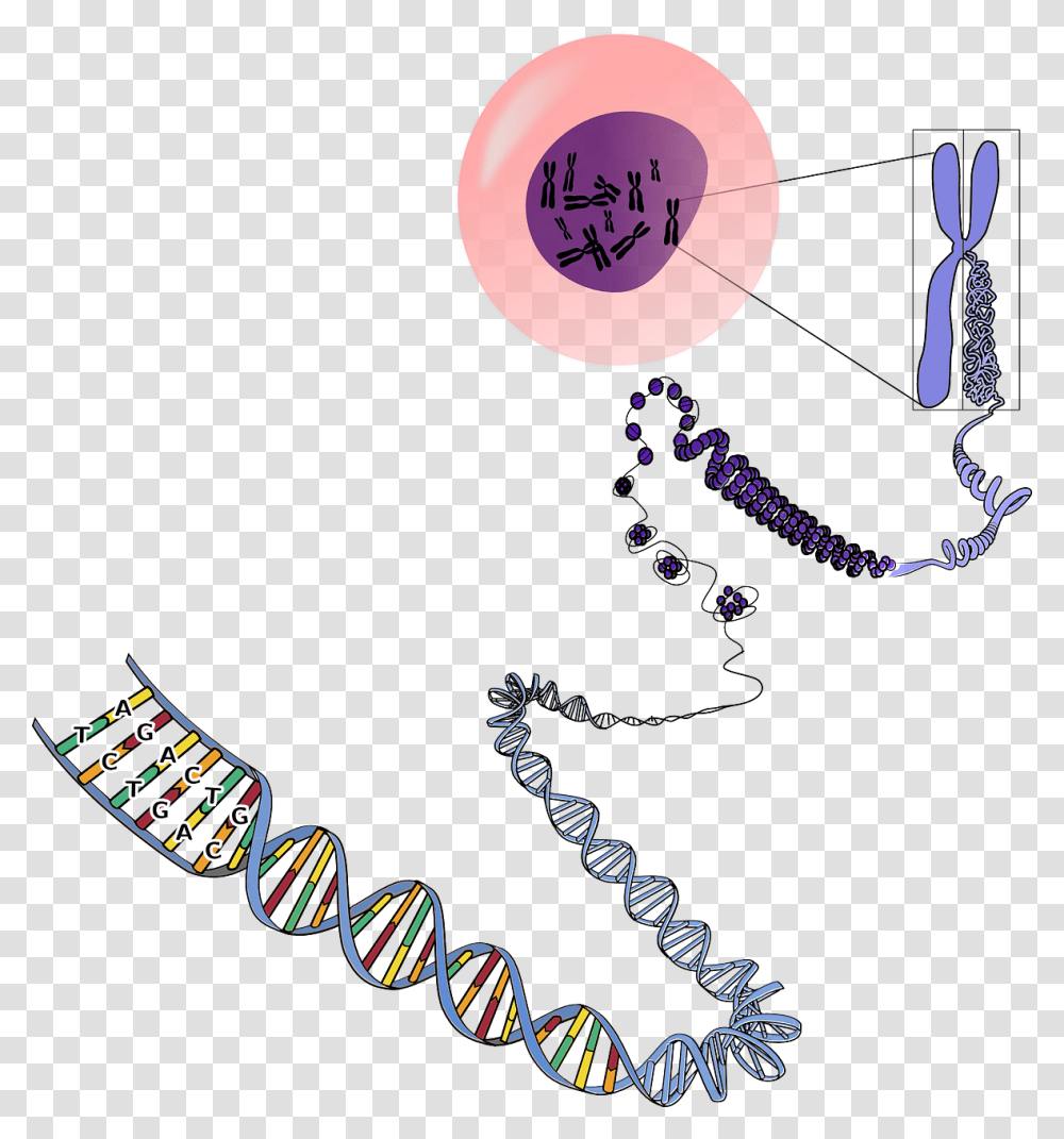 Many Chromosomes Do Humans Have, Accessories, Accessory, Jewelry, Necklace Transparent Png