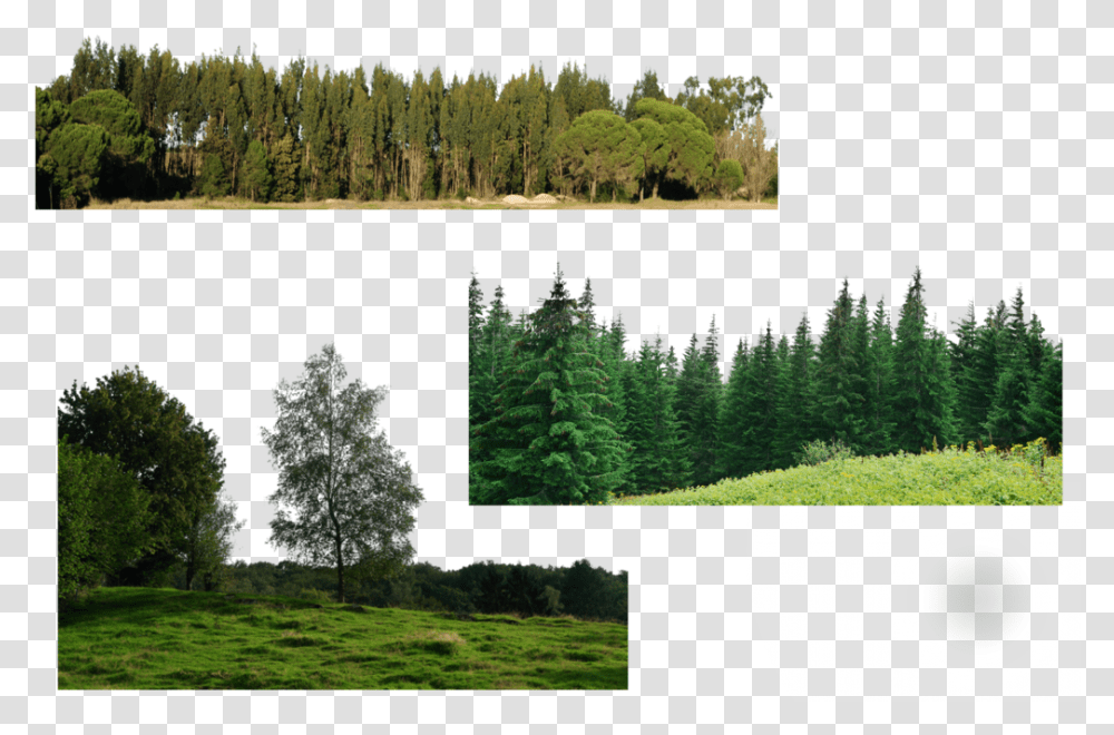 Many Trees Download Forest, Plant, Fir, Conifer, Pine Transparent Png