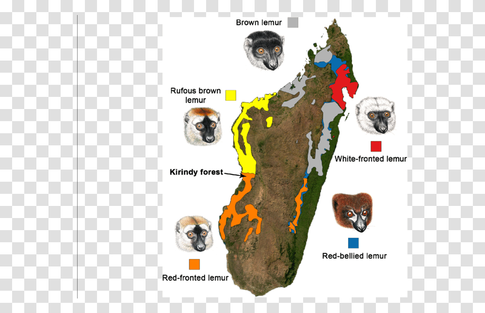 Map Of Madagascar Showing The Distribution Of Eulemur Bengal Tiger, Plot, Diagram, Dog, Animal Transparent Png