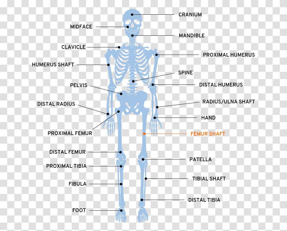 Map Plate Part Of The Body, Skeleton Transparent Png