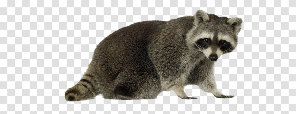 Mapache Raccoon Sticker Animals By Mxtacu17 Raccoon, Mammal, Bear, Wildlife, Cat Transparent Png