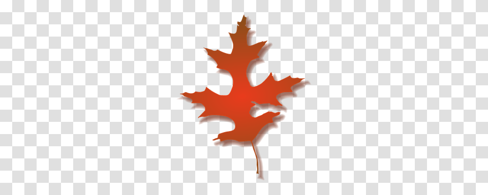 Maple Nature, Leaf, Plant, Tree Transparent Png