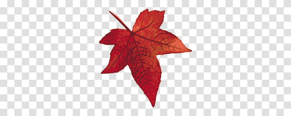 Maple Nature, Leaf, Plant, Tree Transparent Png