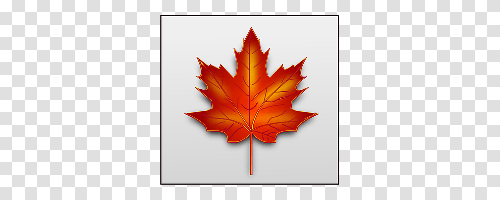 Maple Leaf, Plant, Tree, Maple Leaf Transparent Png