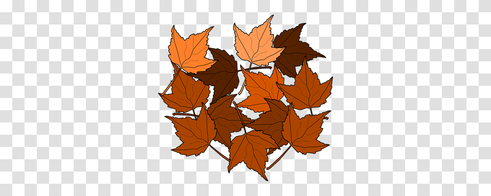 Maple Nature, Leaf, Plant, Tree Transparent Png