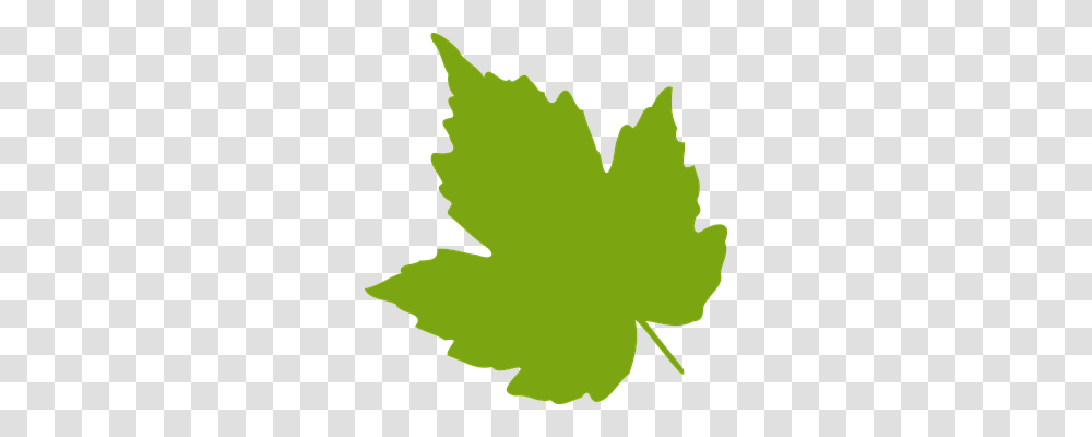 Maple Nature, Leaf, Plant, Maple Leaf Transparent Png