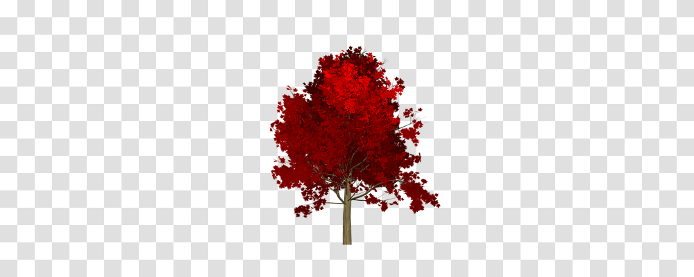 Maple Nature, Tree, Plant, Leaf Transparent Png