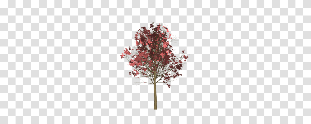 Maple Nature, Plant, Tree, Leaf Transparent Png