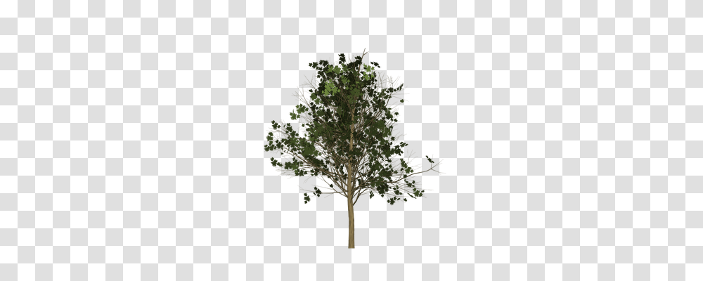 Maple Nature, Tree, Plant, Tree Trunk Transparent Png