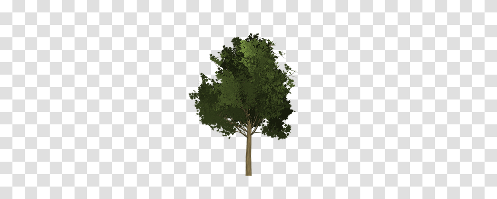 Maple Nature, Tree, Plant, Palm Tree Transparent Png