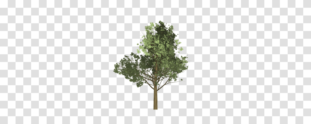 Maple Nature, Tree, Plant, Vegetation Transparent Png