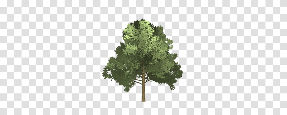 Maple Nature, Tree, Plant, Cross Transparent Png