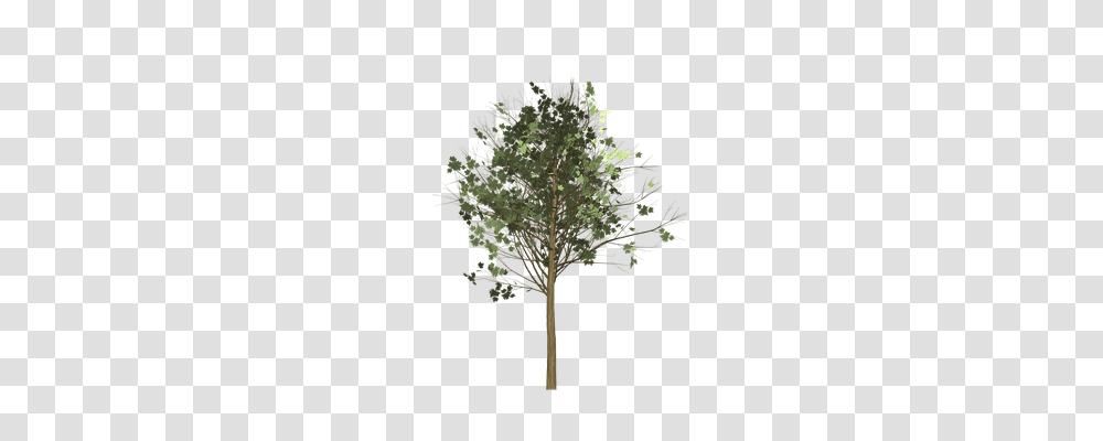 Maple Nature, Plant, Tree, Leaf Transparent Png