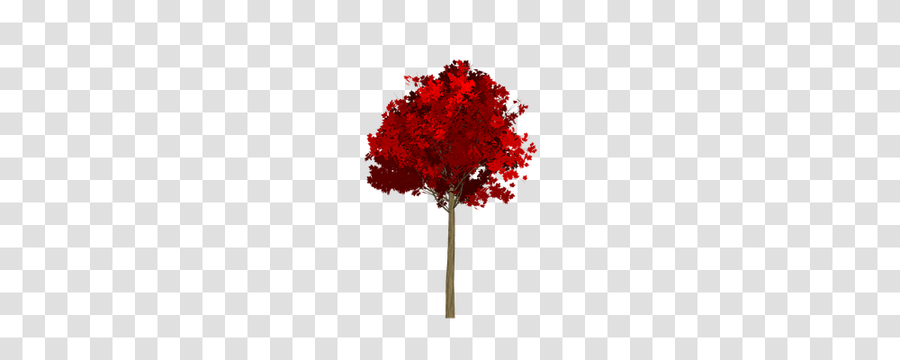 Maple Nature, Tree, Plant, Leaf Transparent Png