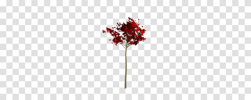 Maple Nature, Leaf, Plant, Tree Transparent Png