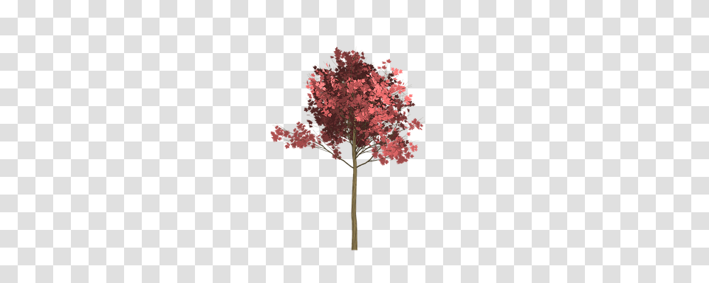 Maple Nature, Tree, Plant, Cross Transparent Png