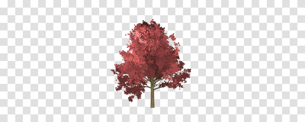 Maple Nature, Tree, Plant, Cross Transparent Png