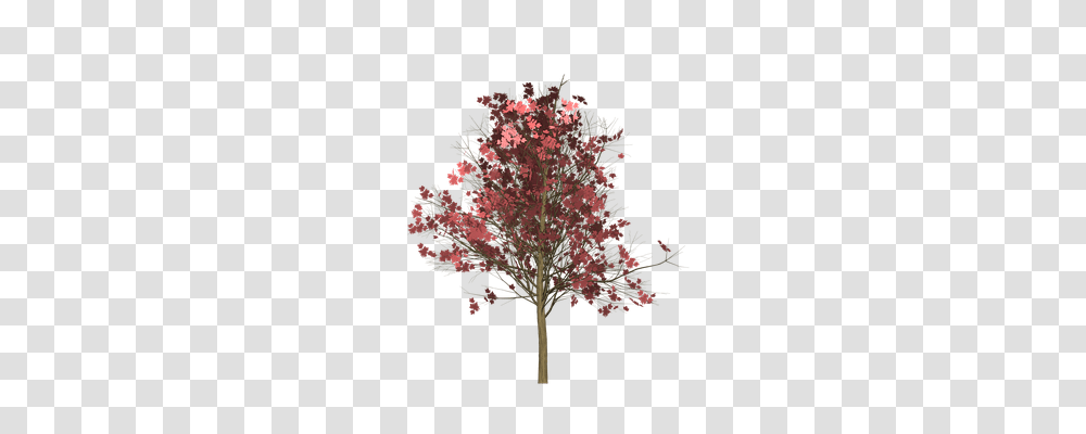 Maple Nature, Tree, Plant, Leaf Transparent Png