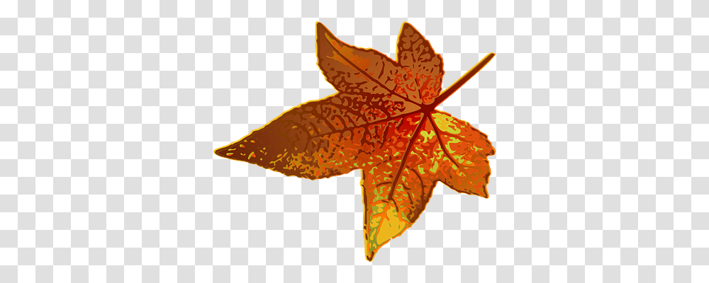 Maple Nature, Leaf, Plant, Tree Transparent Png