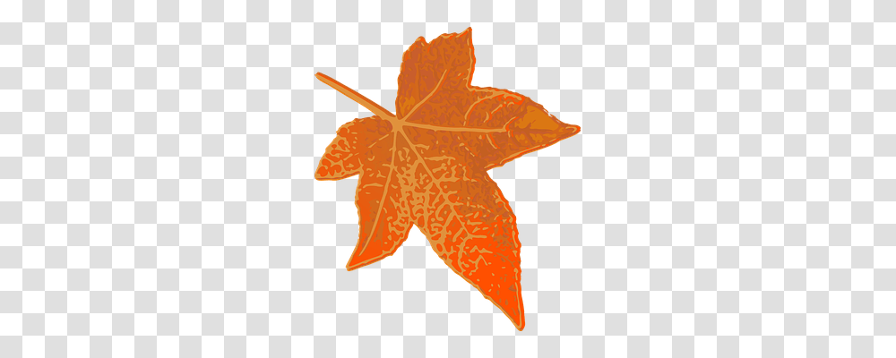 Maple Nature, Leaf, Plant, Tree Transparent Png