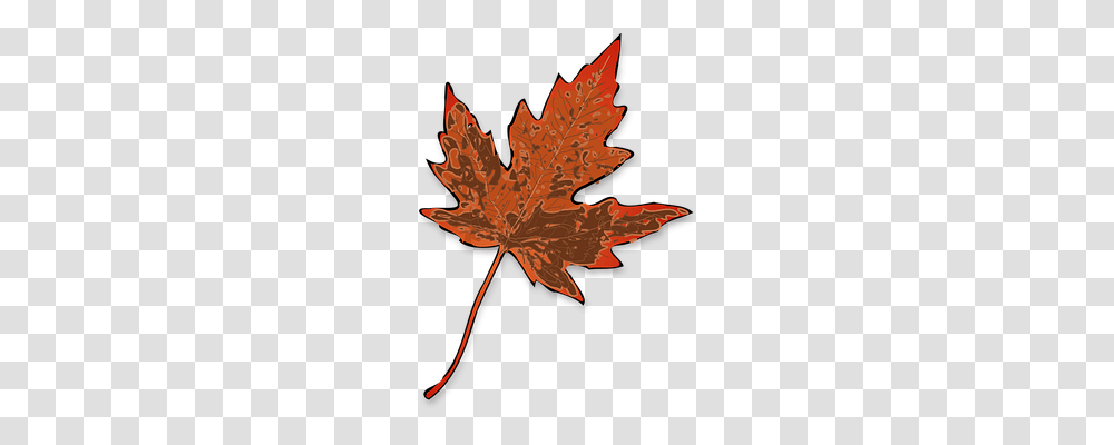 Maple Nature, Leaf, Plant, Tree Transparent Png