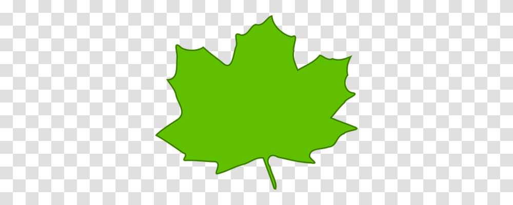 Maple Nature, Leaf, Plant, Maple Leaf Transparent Png