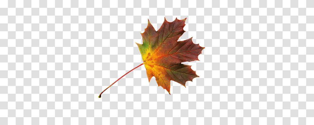 Maple Nature, Leaf, Plant, Tree Transparent Png