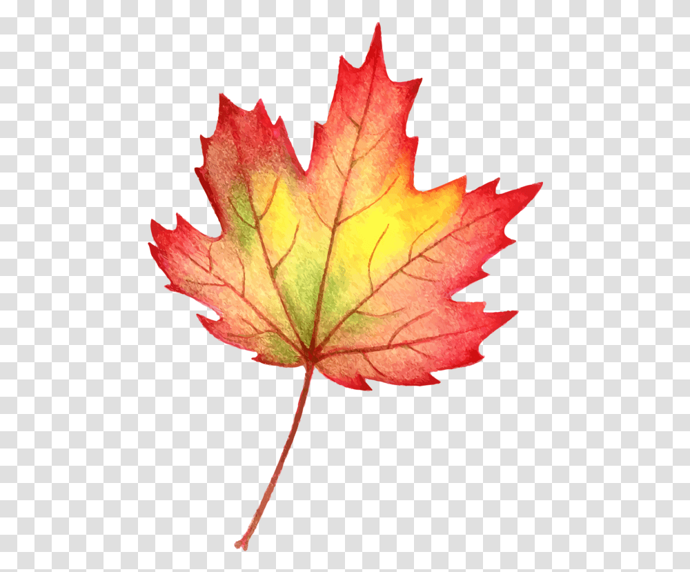 Maple Autumn Leaf Colour Pencil, Plant, Tree, Maple Leaf, Rose Transparent Png