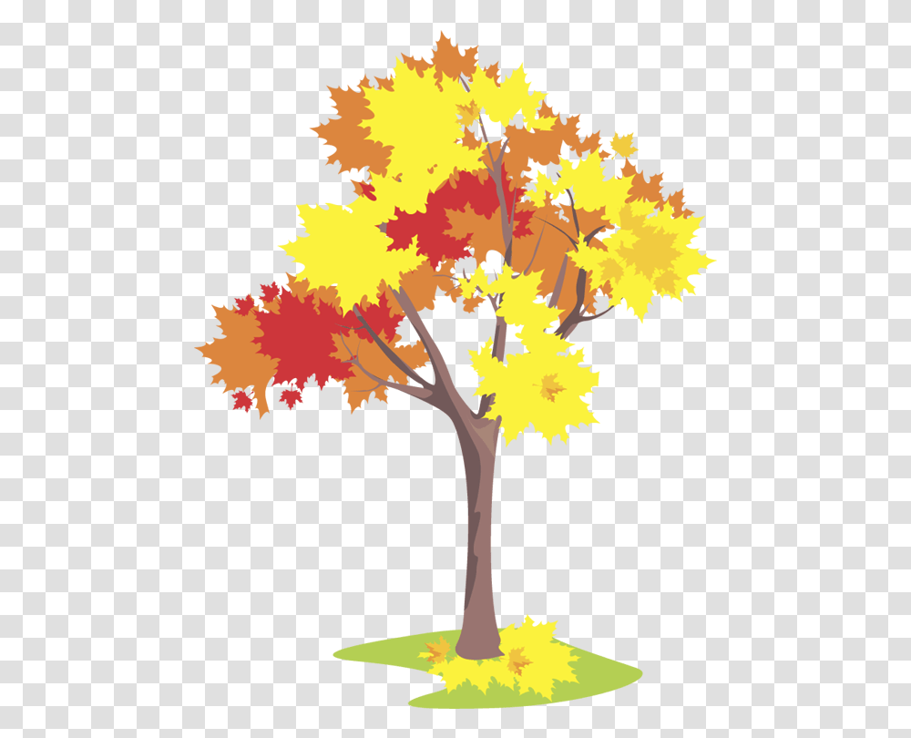 Maple Flashcard, Leaf, Plant, Tree, Painting Transparent Png